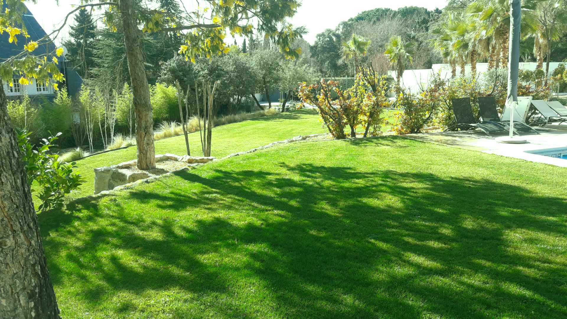 Dejaje reformas de jardines con palmeras